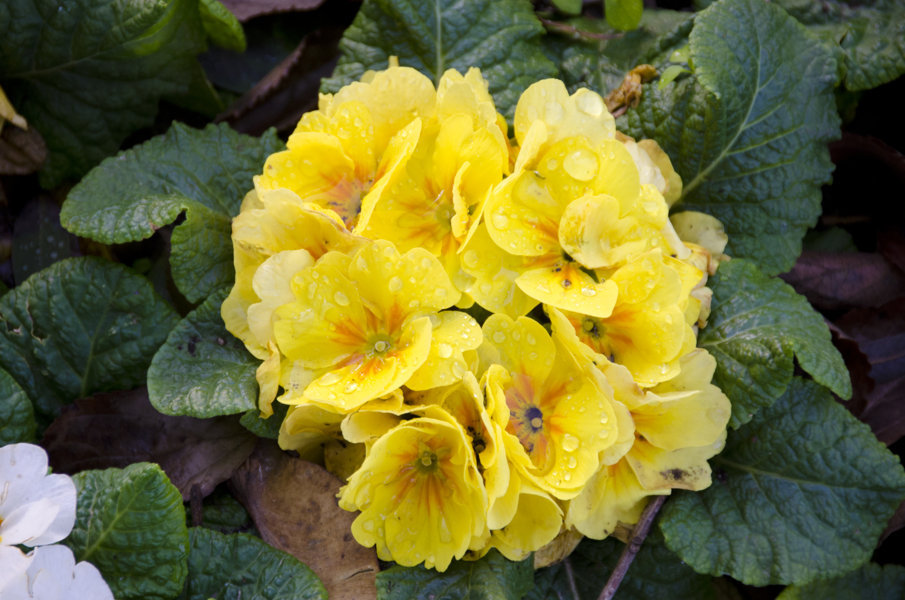Flores amarillas - Barcelona - Catalunya